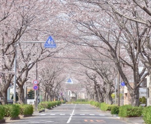 桜並木