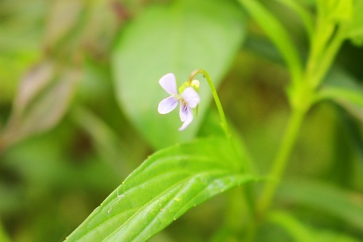 菅生沼のタチスミレ群落