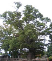 稲荷神社の大けやき