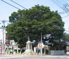 諏訪神社のケヤキ