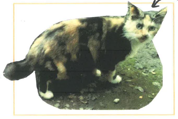孫兵ヱ新田　行方不明　猫