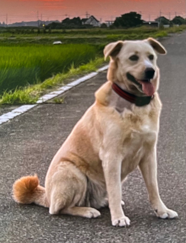 鴻野山　犬　行方不明(1)