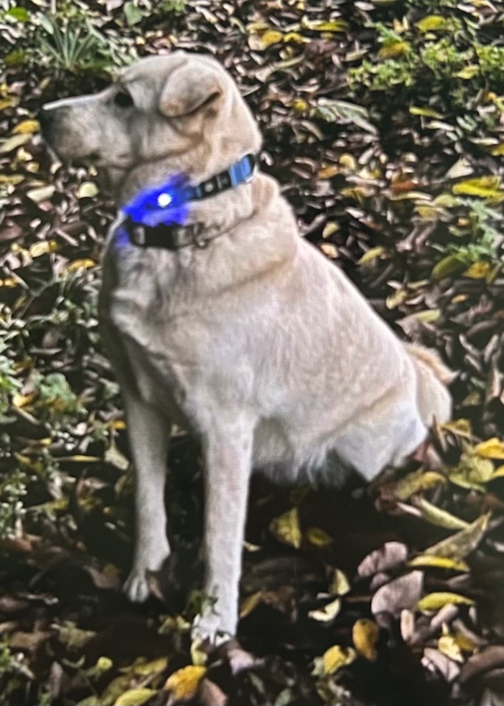 鴻野山 犬 行方不明(2)