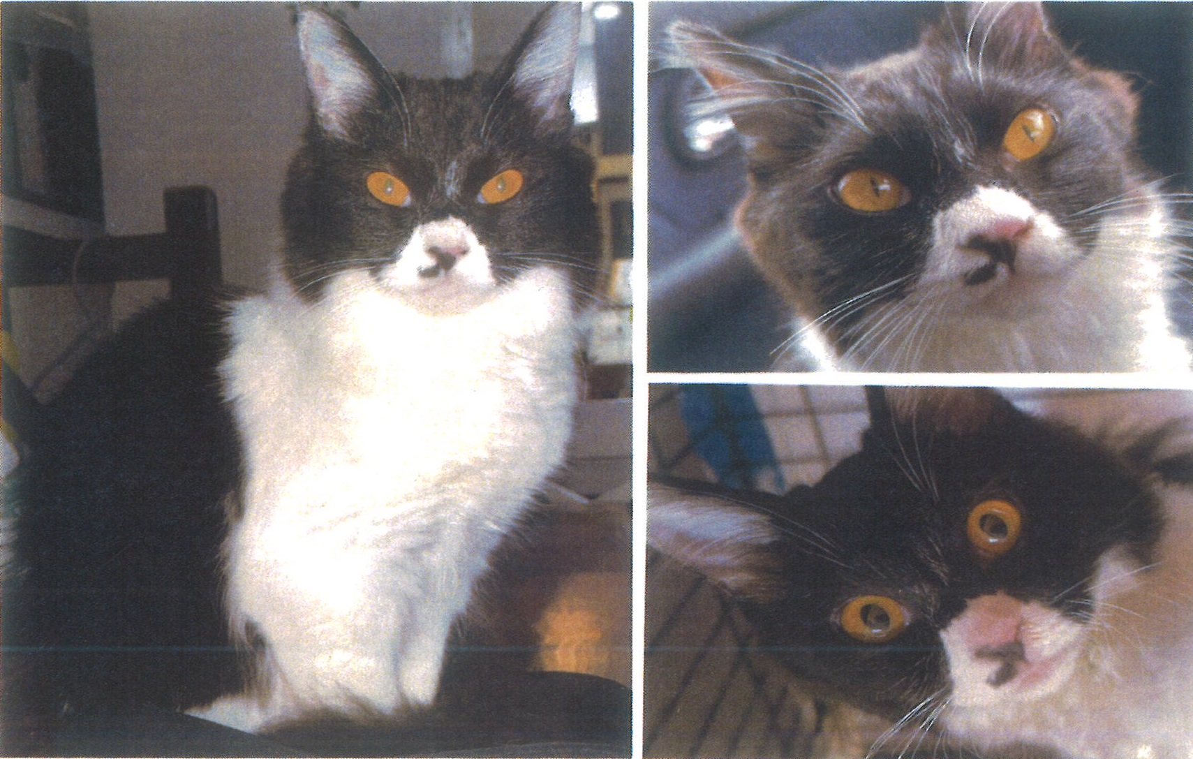 新石下　猫　行方不明