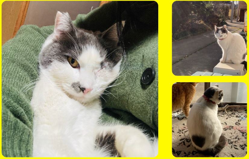 三坂町　猫　行方不明