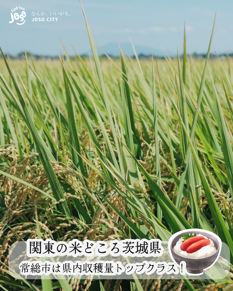 202603お米キャンペーン投稿03