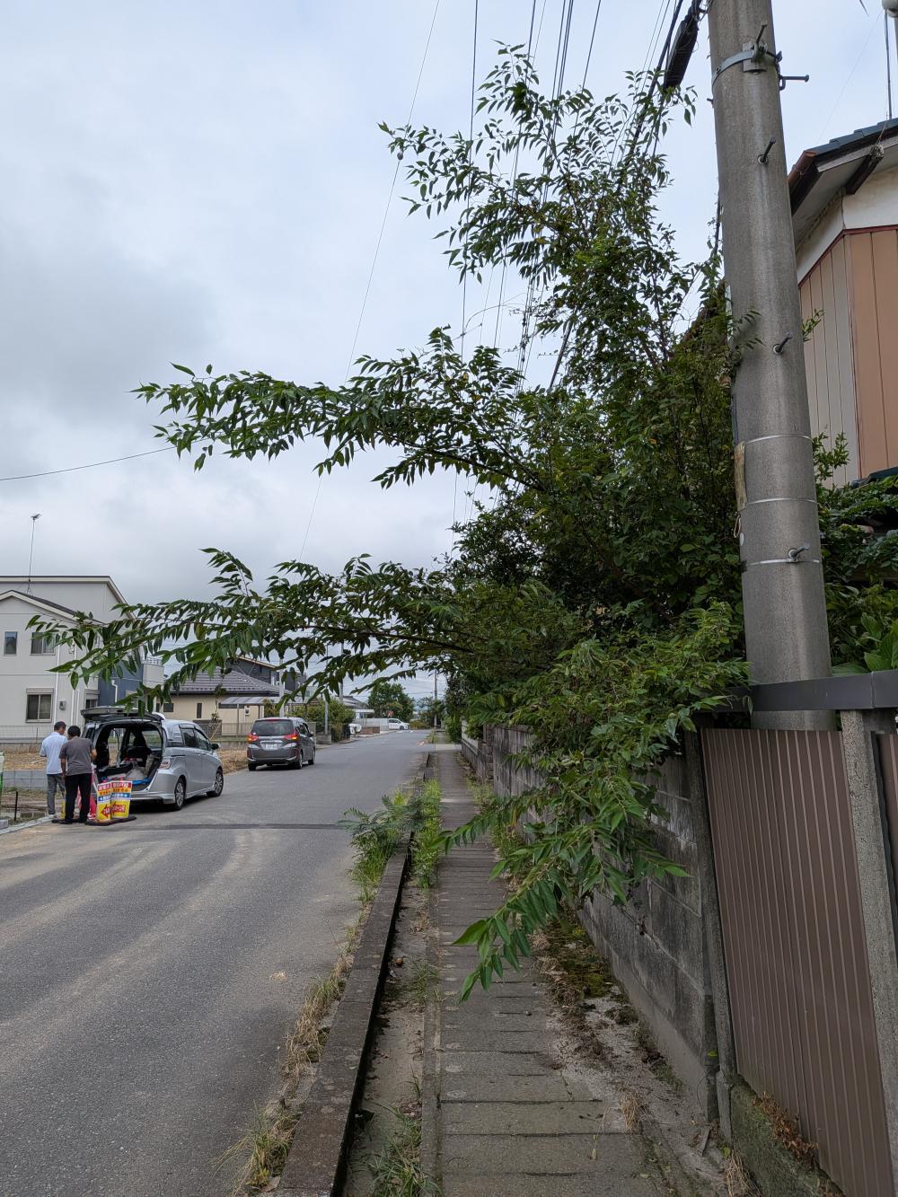 現場の写真1:道路の異常(道路の陥没、側溝の破損、道路上の草木繁茂)