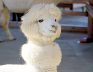 VISIT.02 水海道あすなろの里